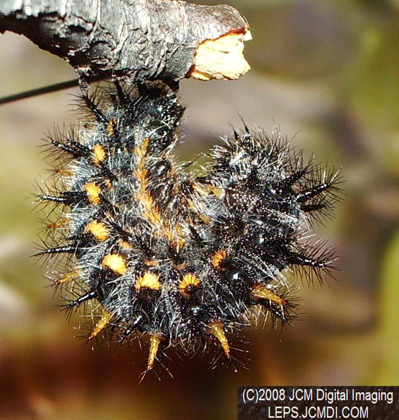 Chalcedon Checkerspot (Euphydryas chalcedona) larvae (pre-pupa) preparing to pupate